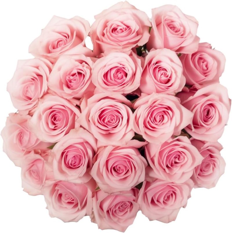 GlobalRose Fresh Cut Pink Roses - 50 (2 Bundles of 25) - Real Fresh Flowers Bouquet for Mother's Day, Birthday, Anniversary, Bridal Shower, or Home Decor - Flowers Delivery Gift