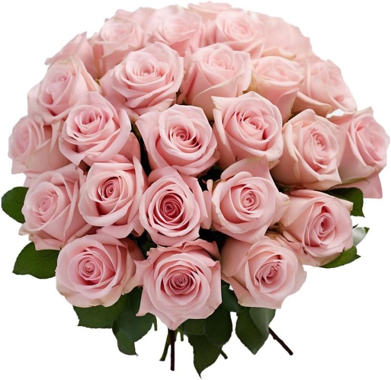 GlobalRose Fresh Cut Pink Roses - 50 (2 Bundles of 25) - Real Fresh Flowers Bouquet for Mother's Day, Birthday, Anniversary, Bridal Shower, or Home Decor - Flowers Delivery Gift - Image 2
